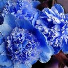 5 PCS Seeds Double Light Blue Tree Peony