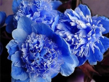 5 PCS Seeds Double Light Blue Tree Peony