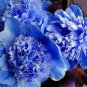 5 PCS Seeds Double Light Blue Tree Peony