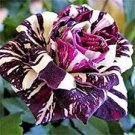 100 PCS Seeds Double Lily Flower Plants Seeds Rose Red Flowers 100 PCS Seeds Double Lily Flower Plants Seeds Rose Red Flowers