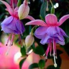 100 PCS Seeds Double Petals Fuchsia Bonsai Bell Flower Lantern Begonia