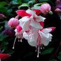 100 PCS Seeds Double Petals Fuchsia Bonsai Bell Flower Lantern Begonia