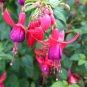 100 PCS Seeds Double Petals Fuchsia Flower Bonsai Potted Plants Hanging Fuchsia Flowers