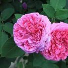 50 PCS Seeds Double Pink F1 Flower 50 PCS Seeds Double Pink F1 Flower