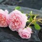50 PCS Seeds Double Pink F1 Flower