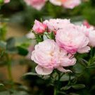 50 PCS Seeds Double Pink Rose Plant Flower Garden
