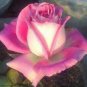 50 PCS Seeds Double Pink Rose Plant Flower Garden
