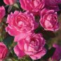 50 PCS Seeds Double Pink Rose Plant Flower Garden