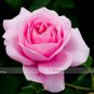 50 PCS Seeds Double Pink Rose Plant Flower Garden