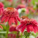 100 PCS Seeds Double Scoop 'Orangeberry' Echinacea 100 PCS Seeds Double Scoop 'Orangeberry' Echinacea