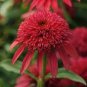 100 PCS Seeds Double Scoop 'Orangeberry' Echinacea