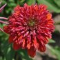 100 PCS Seeds Double Scoop 'Orangeberry' Echinacea