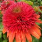100 PCS Seeds Double Scoop 'Orangeberry' Echinacea