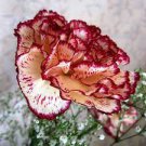100 PCS Seeds Double Striped Yellow Red Carnation Cut Flower
