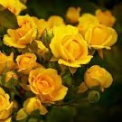 50 PCS Seeds Double Yellow Rose Flower