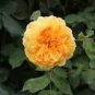 50 PCS Seeds Double Yellow Rose Flower