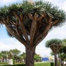 10 PCS Seeds Dracaena