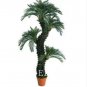 10 PCS Seeds Dracaena