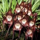 50 PCS Seeds Dracula Pholeodytes Monkey Orchids The Cave-Hiding Dracula Flower
