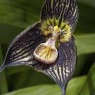 50 PCS Seeds Dracula Vampira The Vampire-Like Dracula Monkey Flower Rare 50 PCS Seeds Dracula Vampira The Vampire-Like Dracula Monkey Flower Rare