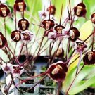 50 PCS Seeds Dracula Trichroma The Three Colored Dracula Money Face Flower Rare
