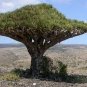 10 PCS Seeds Dragon Blood Tree (Dracaena cinnabari Balf)