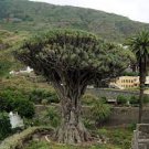 10 PCS Seeds Dragon Blood Tree (Dracaena cinnabari Balf) Dracaena Trees Four Seasons 10 PCS Seeds Dragon Blood Tree (Dracaena cinnabari Balf) Dracaena Trees Four Seasons