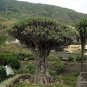 10 PCS Seeds Dragon Blood Tree (Dracaena cinnabari Balf) Dracaena Trees Four Seasons