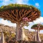 10 PCS Seeds Dragon Blood Tree (Dracaena cinnabari Balf) Dracaena Trees Four Seasons