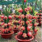 100 PCS Seeds Dragon Fruit Pitaya Red (White, Yellow) Organic 100 PCS Seeds Dragon Fruit Pitaya Red (White, Yellow) Organic