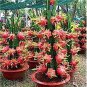 100 PCS Seeds Dragon Fruit Pitaya Red (White, Yellow) Organic