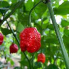 200 PCS Seeds Dragon's Breath Chili Pepper