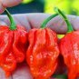200 PCS Seeds Dragon's Breath Chili Pepper