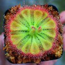100 PCS Seeds Drosera Burmanni 100 PCS Seeds Drosera Burmanni