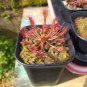 100 PCS Seeds Drosera Burmanni