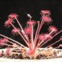 10 PCS Seeds Drosera Paradoxa Carnivorous Very Rare Plant