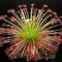10 PCS Seeds Drosera Paradoxa Carnivorous Very Rare Plant