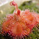 100 PCS Seeds Drosera Burmanni 100 PCS Seeds Drosera Burmanni