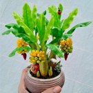 30 PCS Seeds Dwarf Banana 30 PCS Seeds Dwarf Banana