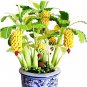 30 PCS Seeds Dwarf Banana