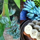 100 PCS Seeds Dwarf Banana Blue Skin