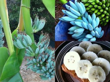 100 PCS Seeds Dwarf Banana Blue Skin