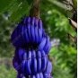 100 PCS Seeds Dwarf Banana Blue Skin