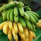 100 PCS Seeds Dwarf Banana Mixed Varieties 100 PCS Seeds Dwarf Banana Mixed Varieties