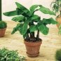100 PCS Seeds Dwarf Banana Mixed Varieties
