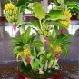 100 PCS Seeds Dwarf Banana Mixed Varieties