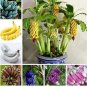 100 PCS Seeds Dwarf Banana Mixed Varieties