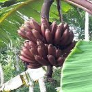 100 PCS Seeds Dwarf Banana Seed Greenish Red Skin 100 PCS Seeds Dwarf Banana Seed Greenish Red Skin