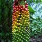 100 PCS Seeds Dwarf Banana Seed Greenish Red Skin