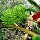 100 PCS Seeds Dwarf Banana Seeds Apple Green Skin